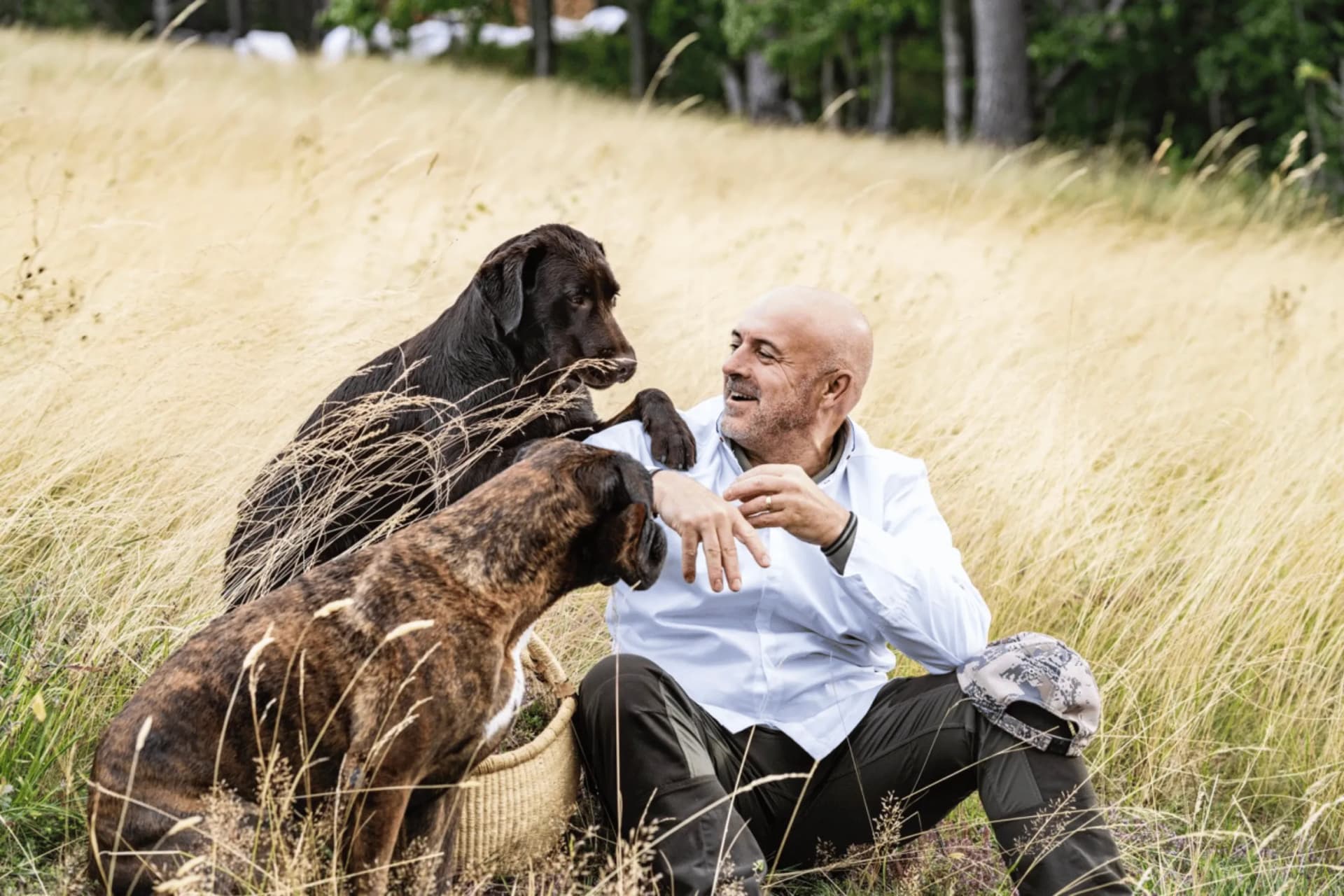 Ein lächelnder, kahlköpfiger Mann in einem hellen Hemd sitzt im hohen, goldenen Gras, während zwei große gestromte Hunde auf einer Wiese mit ihm spielen.