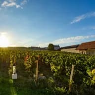 Un vignoble baigné de soleil au coucher du soleil, avec des rangées de vignes, un bâtiment blanc au toit marron sur la droite et un ciel d'un bleu éclatant.