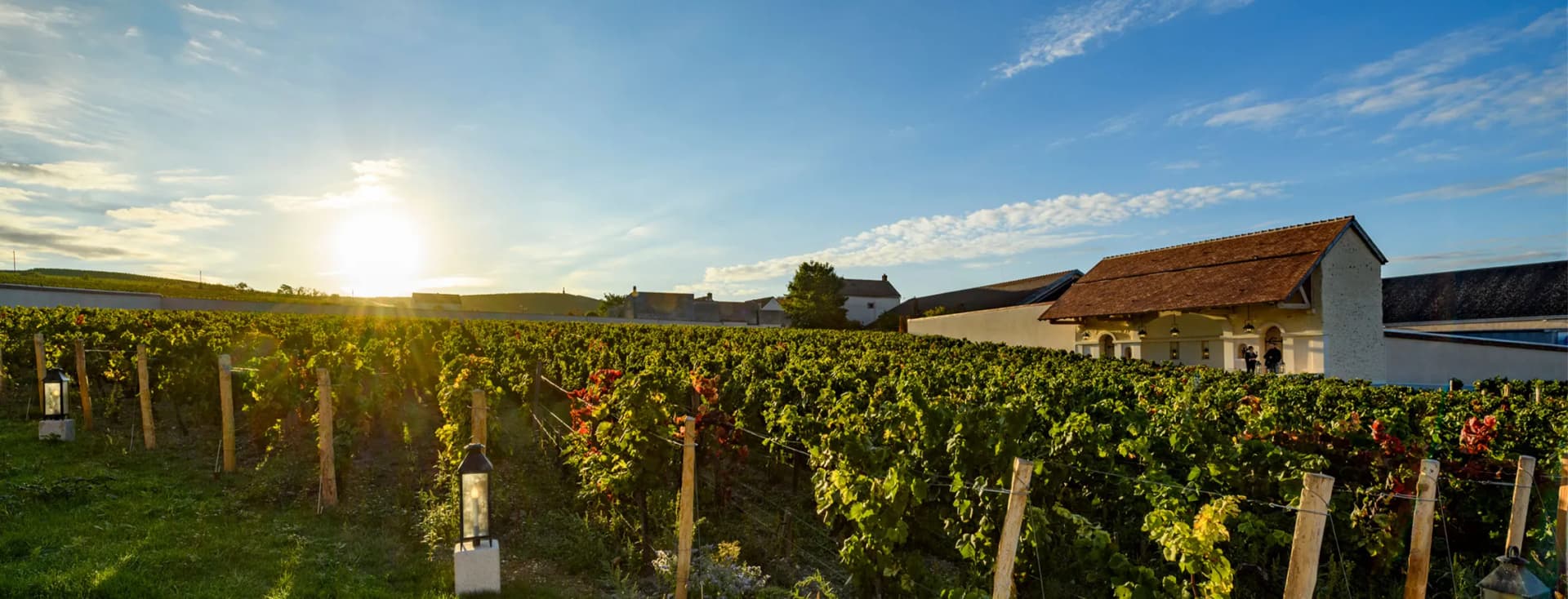 Sunlit vineyard with neat rows of grapevines, a white building with a red roof in the background, and lanterns along the edge under a blue sky.
