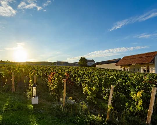 Sunset over a vineyard with rows of grapevines, wooden posts, and a distant white building with a red-tiled roof.