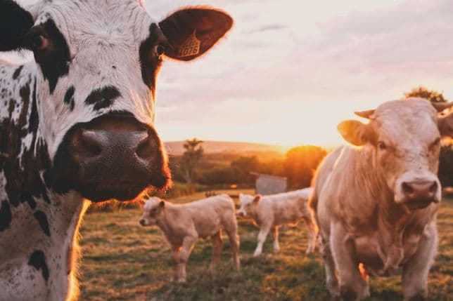 Close-up of a cow in the foreground, with other cows and calves standing on a grassy pasture, a rural landscape and low sun in the background.