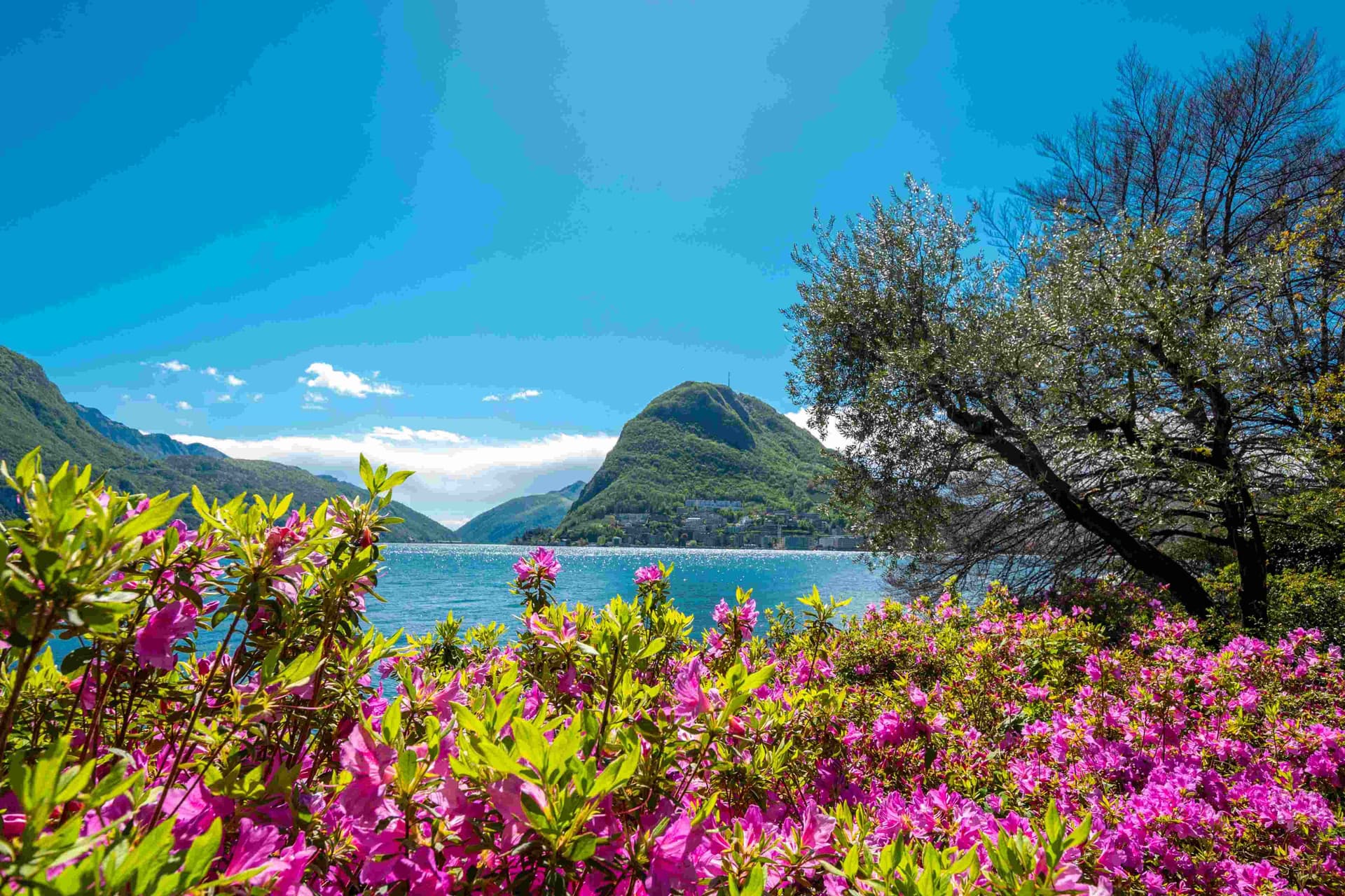 Vibrant pink azalea bushes in foreground overlooking a sparkling lake, green mountains and clear blue sky, tree framing right.