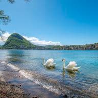 Two white swans swimming near a pebbled shore with a mountain, lakeside town and clear blue sky.