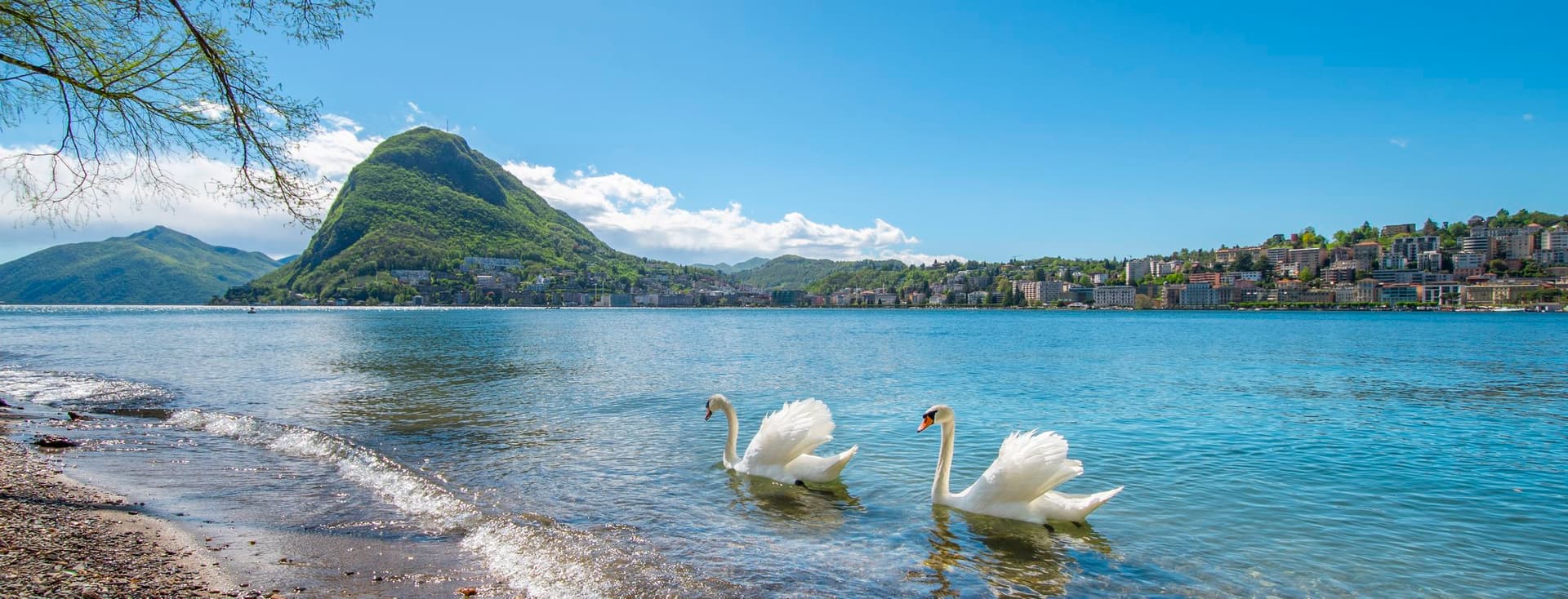 Two white swans swimming near a pebbled shore with a mountain, lakeside town and clear blue sky.
