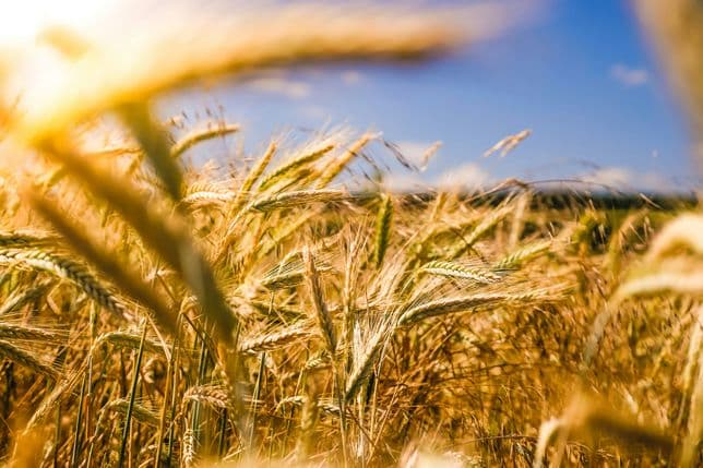 Close-up of golden grain ears in a field, partially blurred by motion and light, beneath a blue sky.
