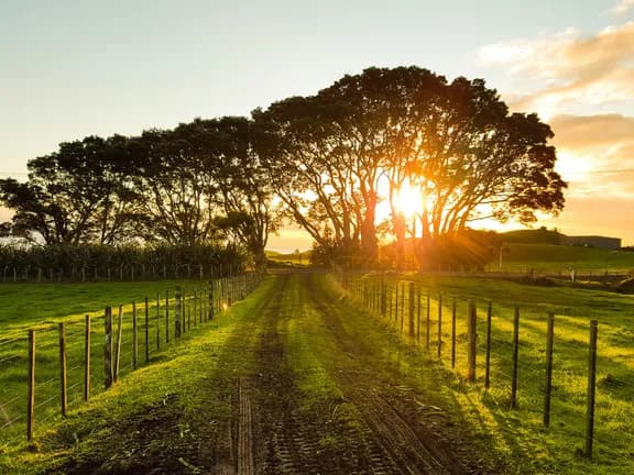 A dirt road lined with fences and green meadows, leading toward tall trees with the setting sun shining through.