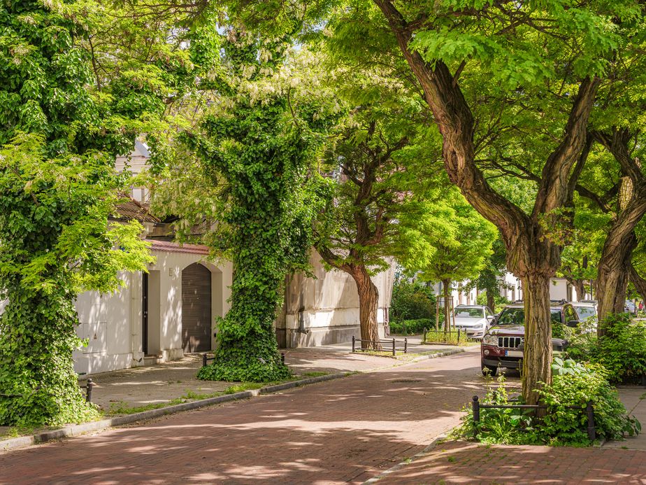 Tree-lined street with lush greenery, ivy-covered walls, parked car, and dappled sunlight creating a serene and inviting atmosphere.